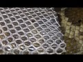How to keep a shed snake skin 