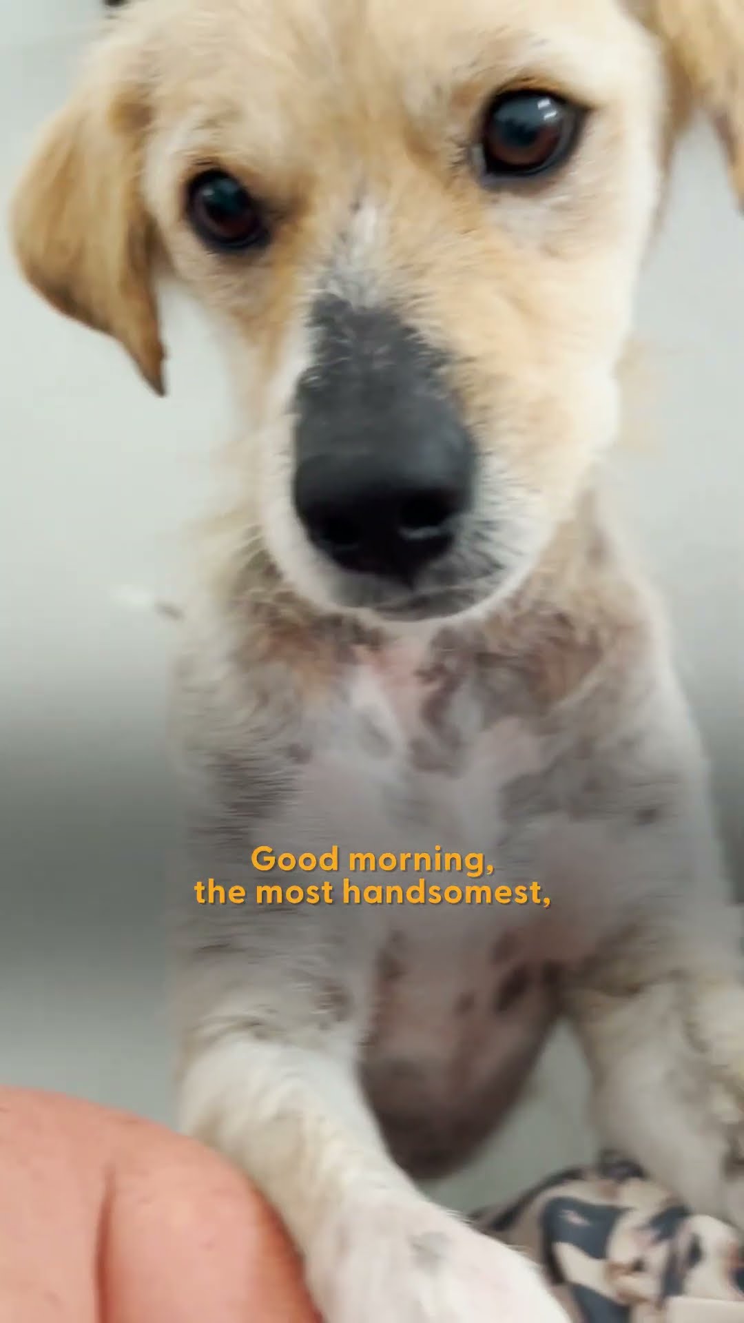 Mangy Street Dog Turns Into A Golden Retriever | The Dodo
