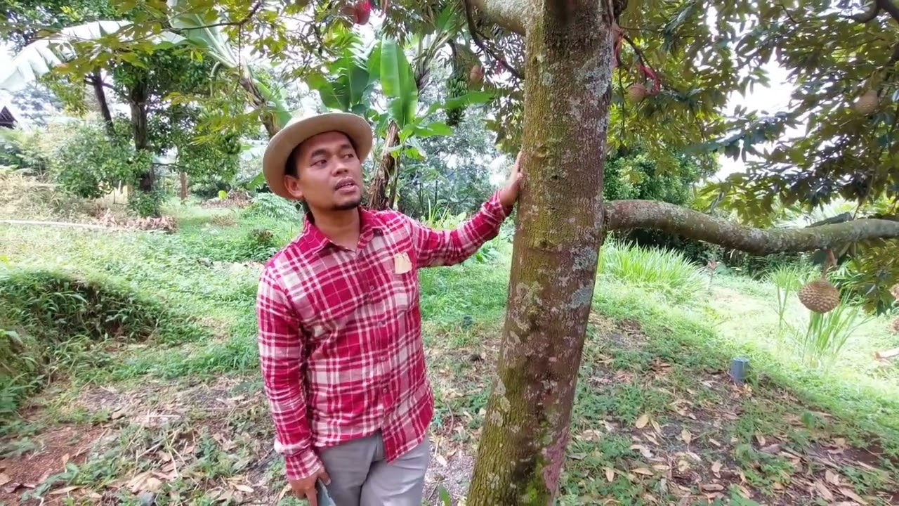 WHAT IS THE CONDITION OF THE 80 MILLION MUSANGKING TREES IN JOMBANG || BOLANG AGRO MALANG #kebund...