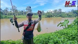 Mancing ikan baung sungai jelai pahang | umpan usus ayam #wms-312