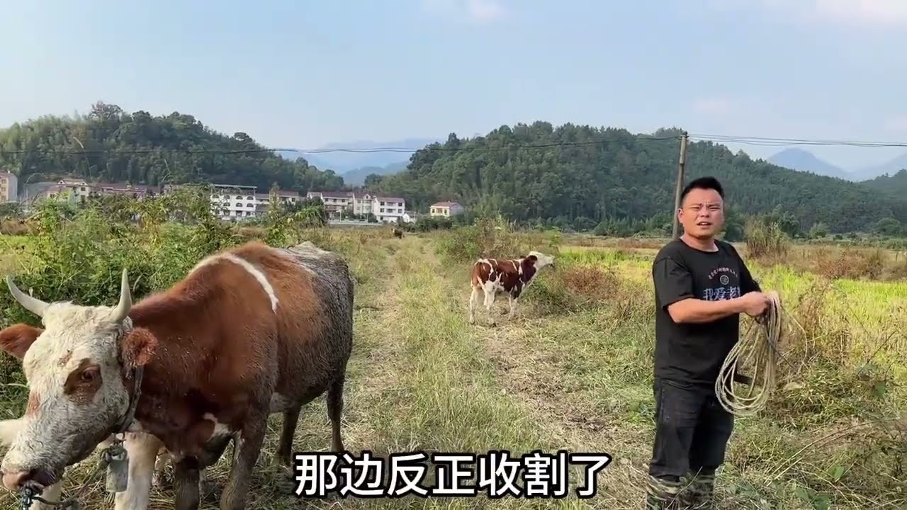 一头牛还不生这是在挑日子吗？还是看走眼了呢？