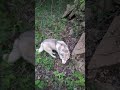 Live highlight #YeshuaInTheWoods
