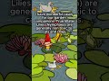 Water Lilies The Rising Star and the Gnome's Guide #shortsfeed #gnomegrownwisdom #gnomefact