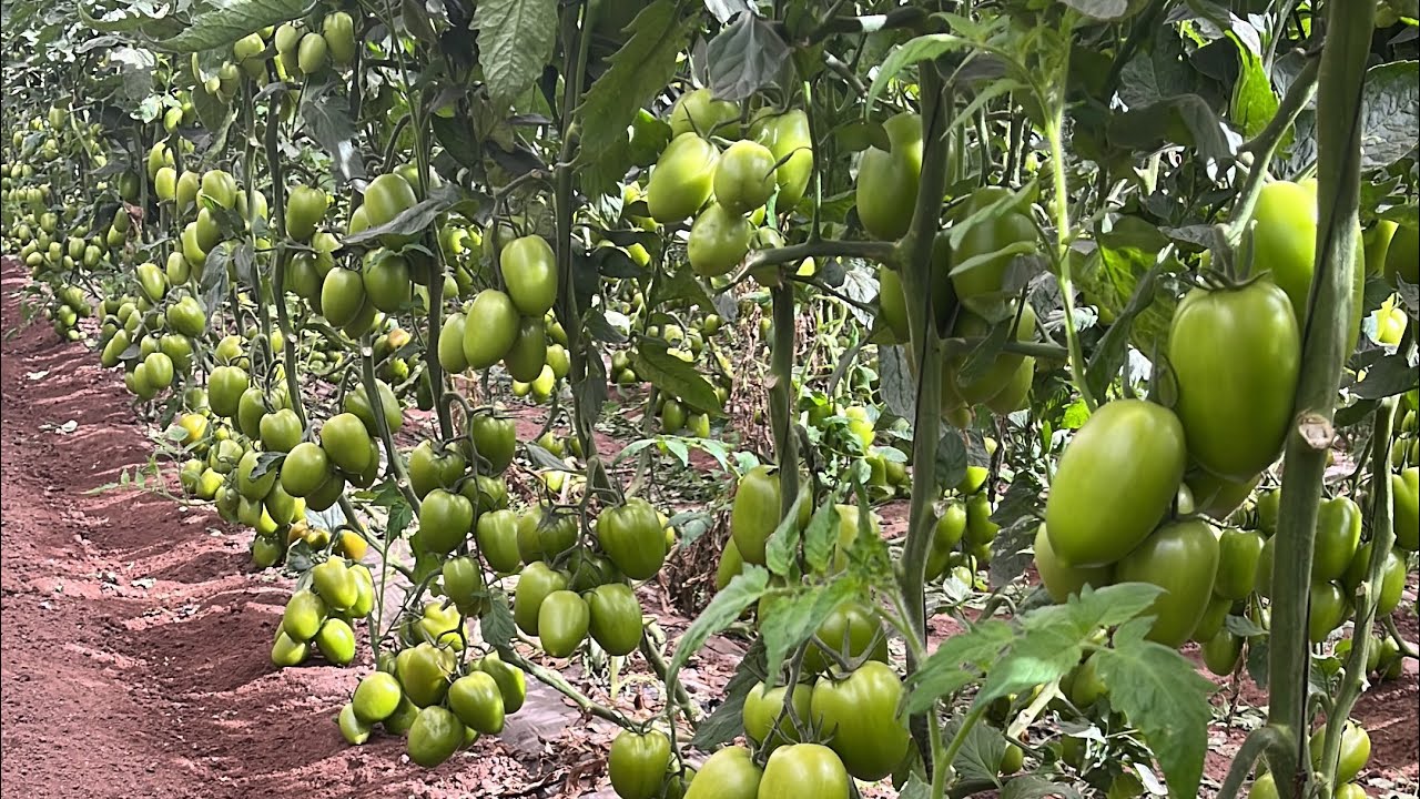 CULTIVO DE TOMATE en #invernadero  2021