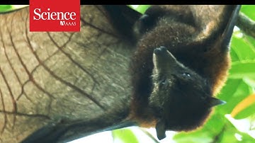 New robot flies just like a bat