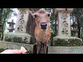 奈良公園と鹿さん　紙を食べる鹿さんを救えませんでした。。