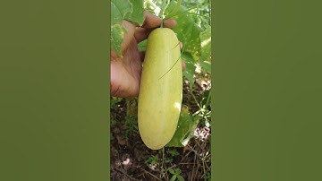Trái dưa leo chín mộng sẽ ntn #shorts #cucumber #fruit #fruitcutting
