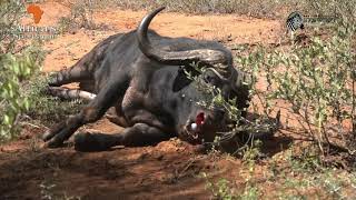Death stare while charging... black death buffalo