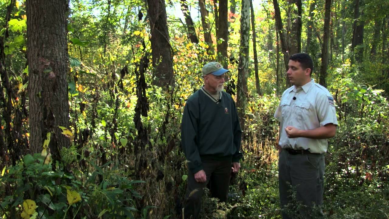 tsi k/a Timber Stand Improvement: Canopy Competition | Indiana DNR