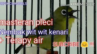 #masteran #pleci #witwit #kenari masteran yang cocok untuk pleci anda