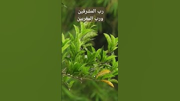 رب المشرقين ورب المغربين | فبأي آلاء ربكما تكذبان | تلاوة من سورة الرحمن | tilawah from surah rahman