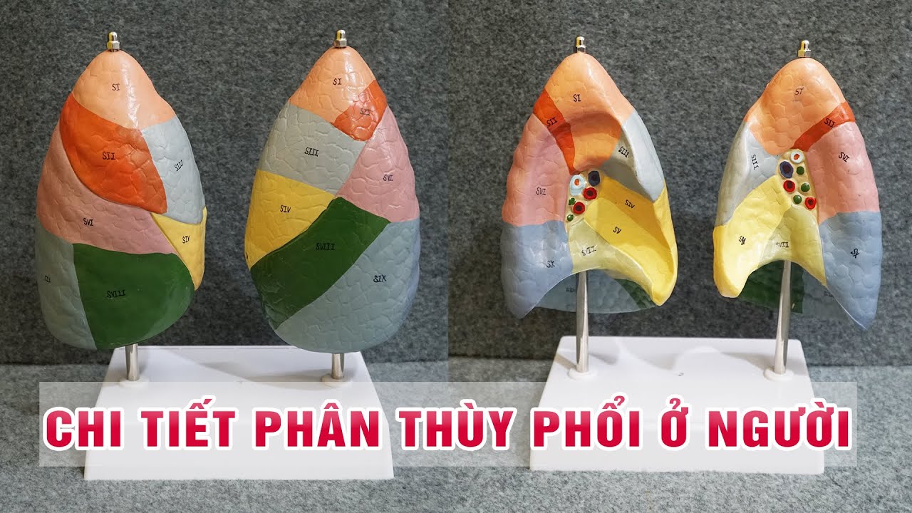 Mô hình giải phẫu chi tiết Phổi ở người - YouTube
