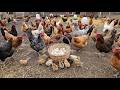 تربية الدجاج في نطاق حر للبيض واللحوم رعاية الكتاكيت وحصاد البيض روتين مزرعة الدواجن