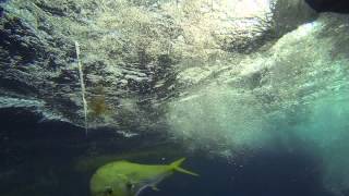 Jersey Justin & the White Marlin