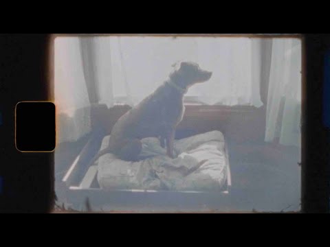 Soft Animal | Caroline Spence (Visualizer)