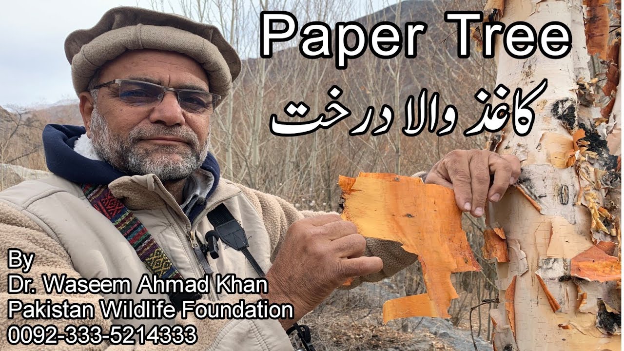 An Introduction to Himalayan Birch Tree | Paper Tree | Birch A Multi ...