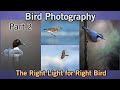 The Right Light for the Right Bird - Part 2