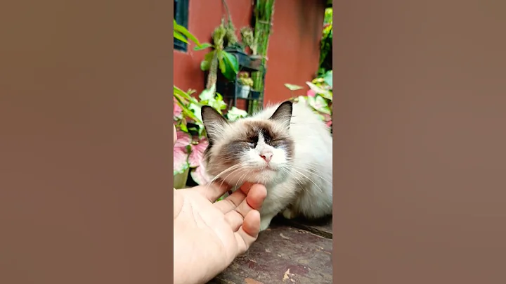 Video 7318881: cats kucing pets catlover, cats kitten catlover pets, kitten kucing animals catlover, kitten kucing catlover cute, kitten funny catlover kucing