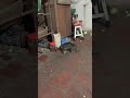 生後2ヶ月の子猫はネズミを捕まえるのが得意で攻撃的です。ネズミの天敵にふさわしい猫です。