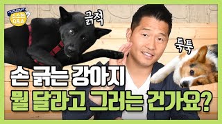 [Eng sub] 손 긁는 강아지, 뭘 달라고 그러는 건가요?｜강형욱의 소소한 Q&A