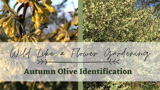 Invasive Plant Identification | Autumn Olive