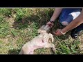 Sick puppy was found abandoned,  left there to die of thirst and hunger?