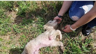 Sick puppy was found abandoned,  left there to die of thirst and hunger?
