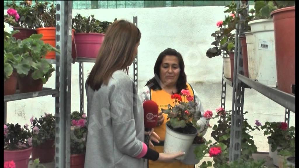 One Morning - “Kaleshi”, lule në çdo stinë