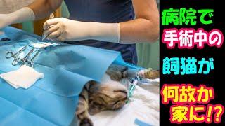 病院で手術中のはずの猫が家に!?【猫の不思議な話】【朗読】