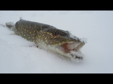 Video: Skirtumas Tarp Paprastos Ir Sudėtinės švytuoklės