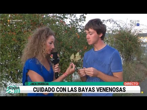 Video: ¿Las bayas de Mayday son venenosas?