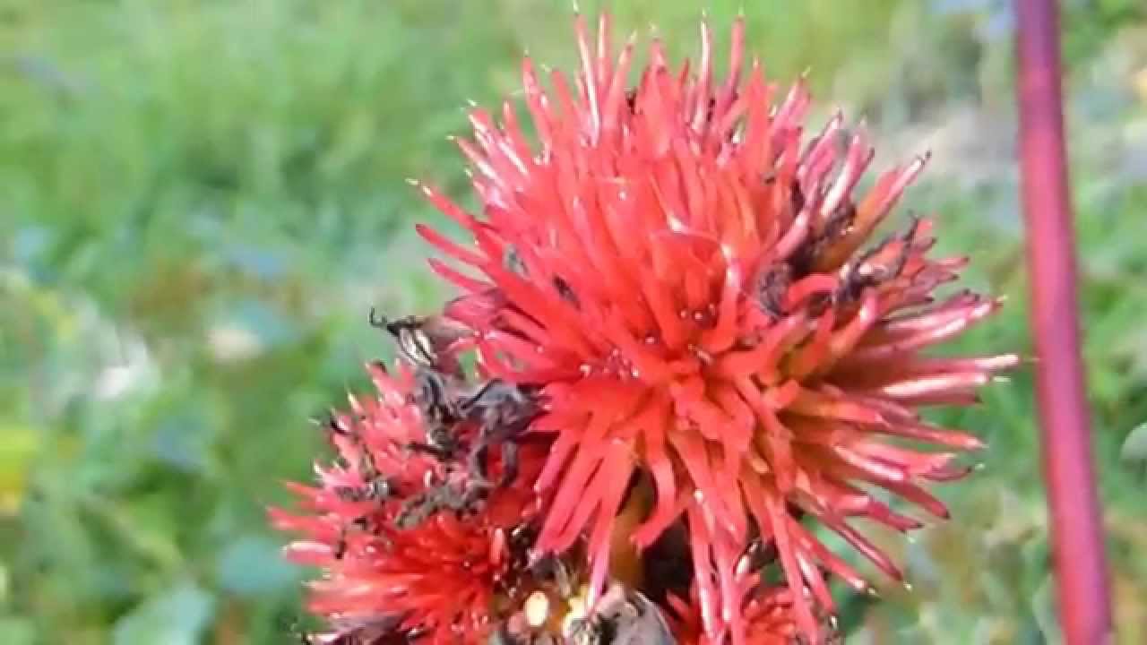 Castor oil plant - Ricinus Impala - Kristspálmi - Olíuplanta - Eiturjurt - Skrautplanta