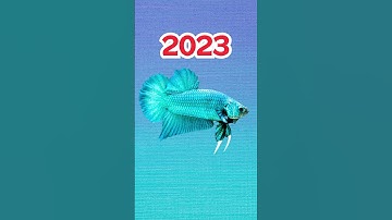 Thumbnail of 2023 Betta vs 5000 bce Betta