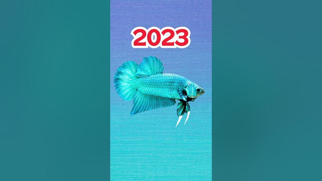 2023 Betta vs 5000 bce Betta
