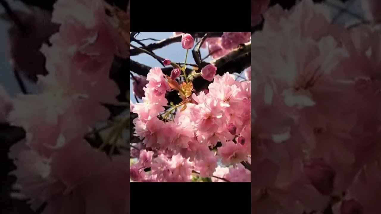 blue - Rich Brian (full vid coming soon)