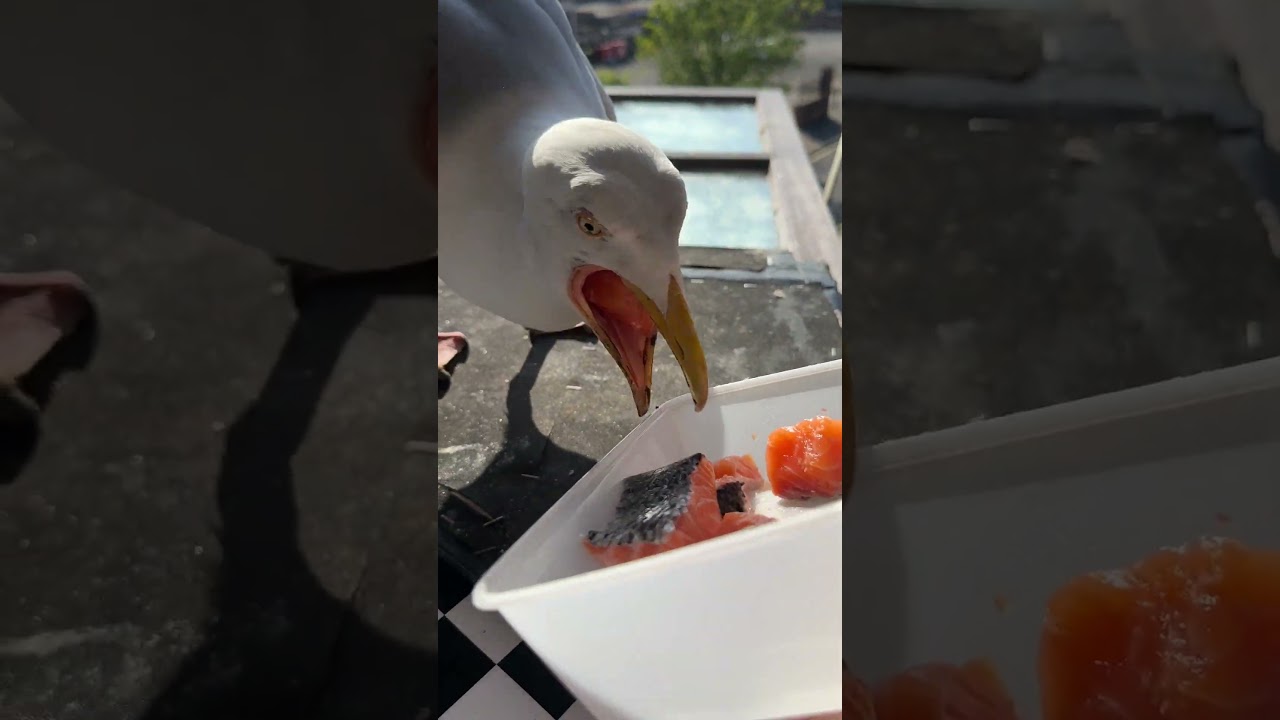 У МОИХ ДОМАШНИХ ЧАЙЕК ТОЛЬКО ЧТО ВЫЛУПИЛИСЬ ПТЕНДЕНКИ!!!