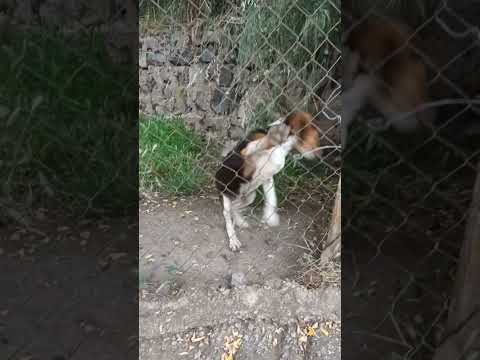 Βίντεο: Appenzeller Sennenhunde