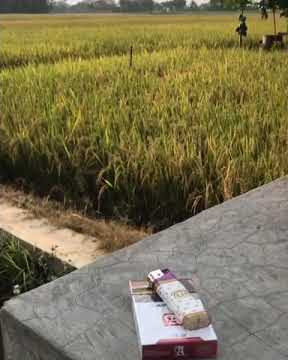 MENTAHAN VIDEO | SAWAH   ROKOK | STORY WA POLOSAN TERBARU 2021
