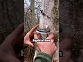 How Trees Give You Drinkable Water