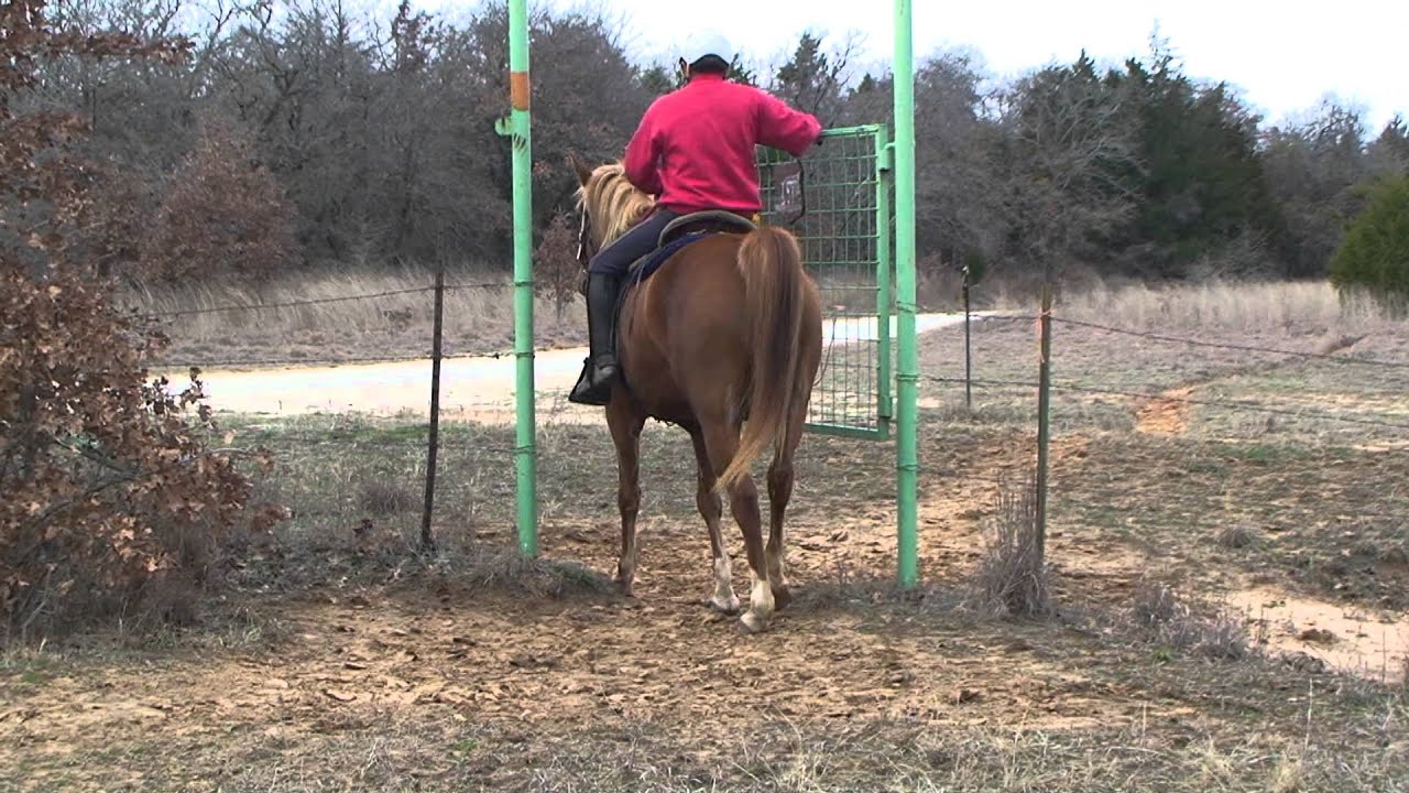 Half Arabian Quarterhorse Trail Ranch Horse for sale Spirit of Texas Arabians Texas, USA YouTube