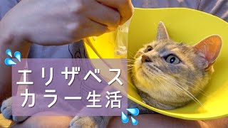 クリエのエリザベスカラー生活 - E-Collar Cat -