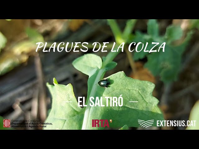 Les plagues de la colza. El Saltiró.