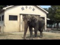 姫路市立動物園のアジアゾウ姫子 の動画、YouTube動画。