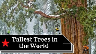 5 of the Tallest Trees in the World | Biggest Trees on Earth 2021| TopEcho by TopEcho 19 views 3 years ago 3 minutes, 59 seconds