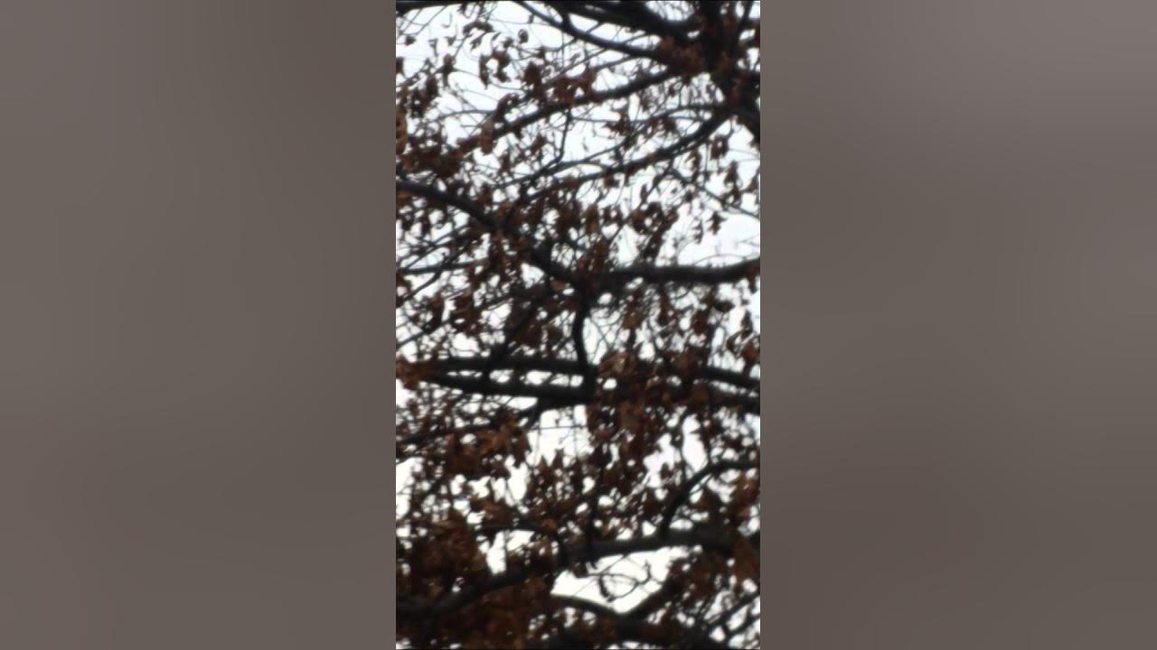 Shooting squirrels with an airsoft gun YouTube