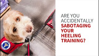 Three places you may be sabotaging your heeling training by My Service Dog and Me 1,124 views 9 months ago 16 minutes