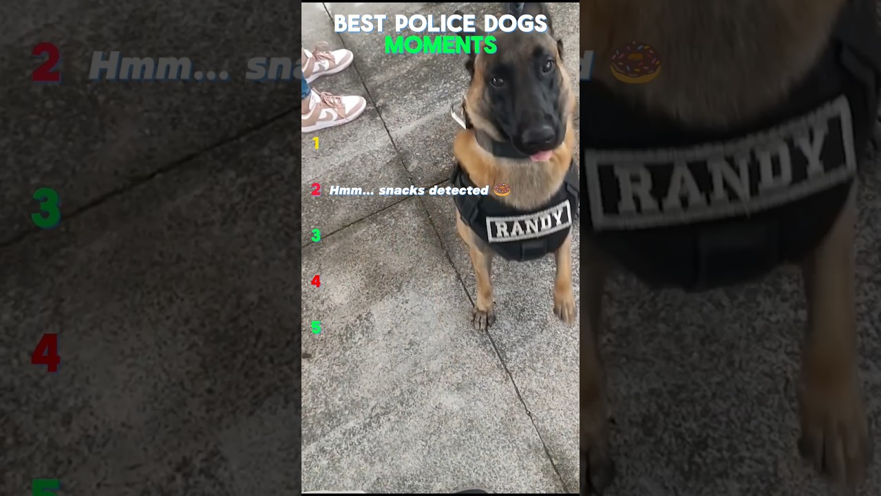best police dogs moments 😂.               