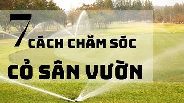 7 cách CHĂM SÓC CỎ SÂN VƯỜN - Trồng cỏ sân vườn tự nhiên |Cây Xanh Ngọc Trang|