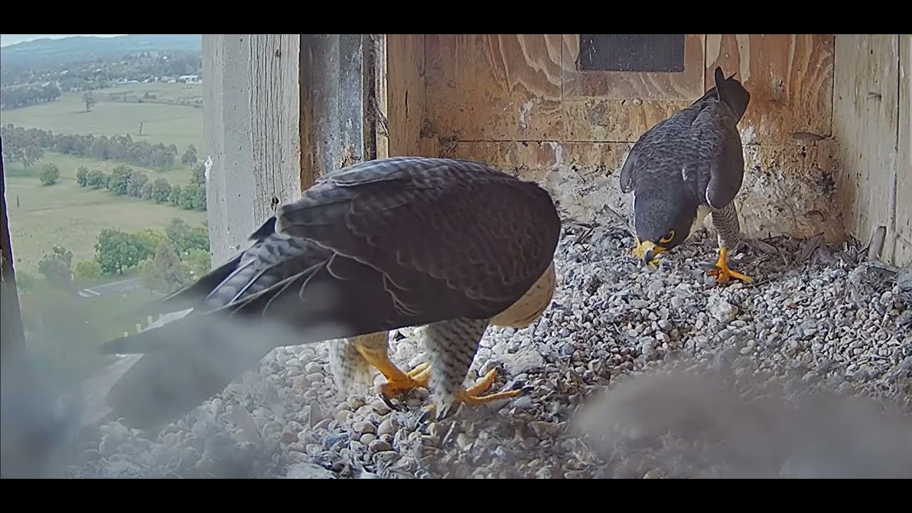 Box Cam, Falconcam Project Sokoły wędrowne Diamond & Xavier Spotkania pary ( wiązania