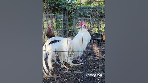 White Phoenix Rooster - Bantam Phoenix Qaib Dib Tw Ntev
